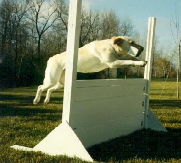 Kelly jumping